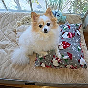 Gigi joined the competition — help win amazing prizes! animal, bed, blanket, cozy, cute, cute_pet, decor, dog, fluffy, furniture, home, indoor, mammal, pet, pillow, resting, soft, tan, white, window