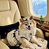 dog, pomeranian, luxury, private_jet, airplane_seat, chanel_outfit, hat, blanket, paw_prints, window, sky, clouds, coastline, leather_seat, black_cushion, wood_paneling, bottle, smiling_dog, pet_fashion, travel