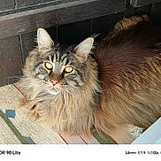 Yoda participe au concours pour gagner de l'argent avec cette photo : animal, cat, closeup, cute, door, ears, face, feline, fluffy, fur, golden_eyes, indoor, long_hair, pet, portrait, relaxed, rug, tabby, whiskers, wood