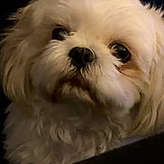 Willie is registered to the contest to win money with this photo: dog, close_up, fluffy, white, pet, animal, portrait, indoor, cute, fur, face, canine, looking_away, companion, domestic_animal, soft_lighting, expression, head, mammal, adorable