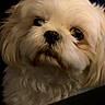 dog, close_up, fluffy, white, pet, animal, portrait, indoor, cute, fur, face, canine, looking_away, companion, domestic_animal, soft_lighting, expression, head, mammal, adorable
