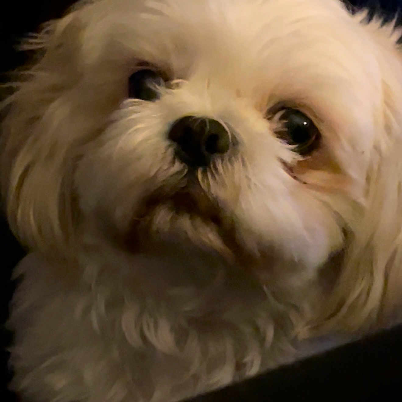 Willie is registered to the contest to win money with this photo: dog, close_up, fluffy, white, pet, animal, portrait, indoor, cute, fur, face, canine, looking_away, companion, domestic_animal, soft_lighting, expression, head, mammal, adorable
