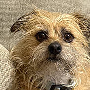 Tiko Alejandro is registered to the contest to win money with this photo: animal, canine, closeup, collar, cozy, cute, dog, expression, eyes, face, fur, furniture, indoor, mammal, pet, portrait, scruffy, sofa, texture, whiskers