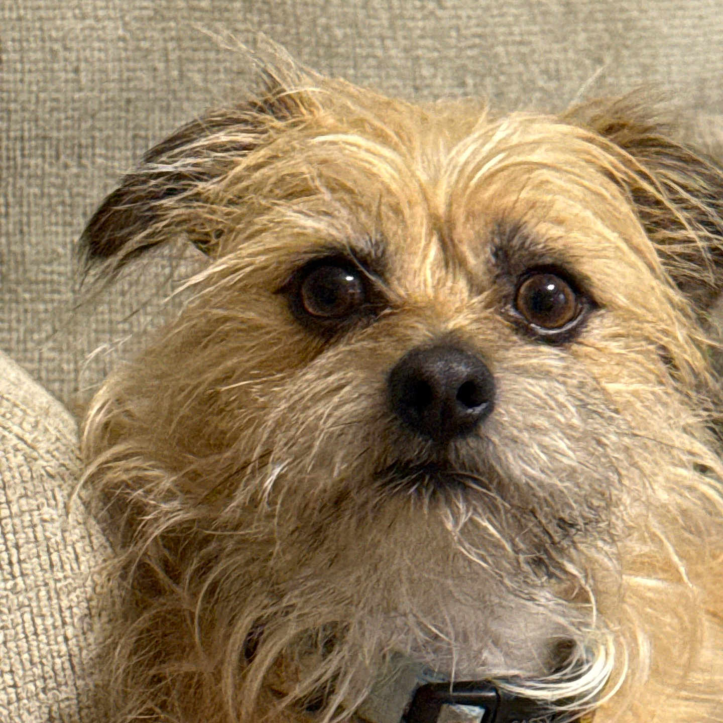Tiko Alejandro is registered to the contest to win money with this photo: animal, canine, closeup, collar, cozy, cute, dog, expression, eyes, face, fur, furniture, indoor, mammal, pet, portrait, scruffy, sofa, texture, whiskers