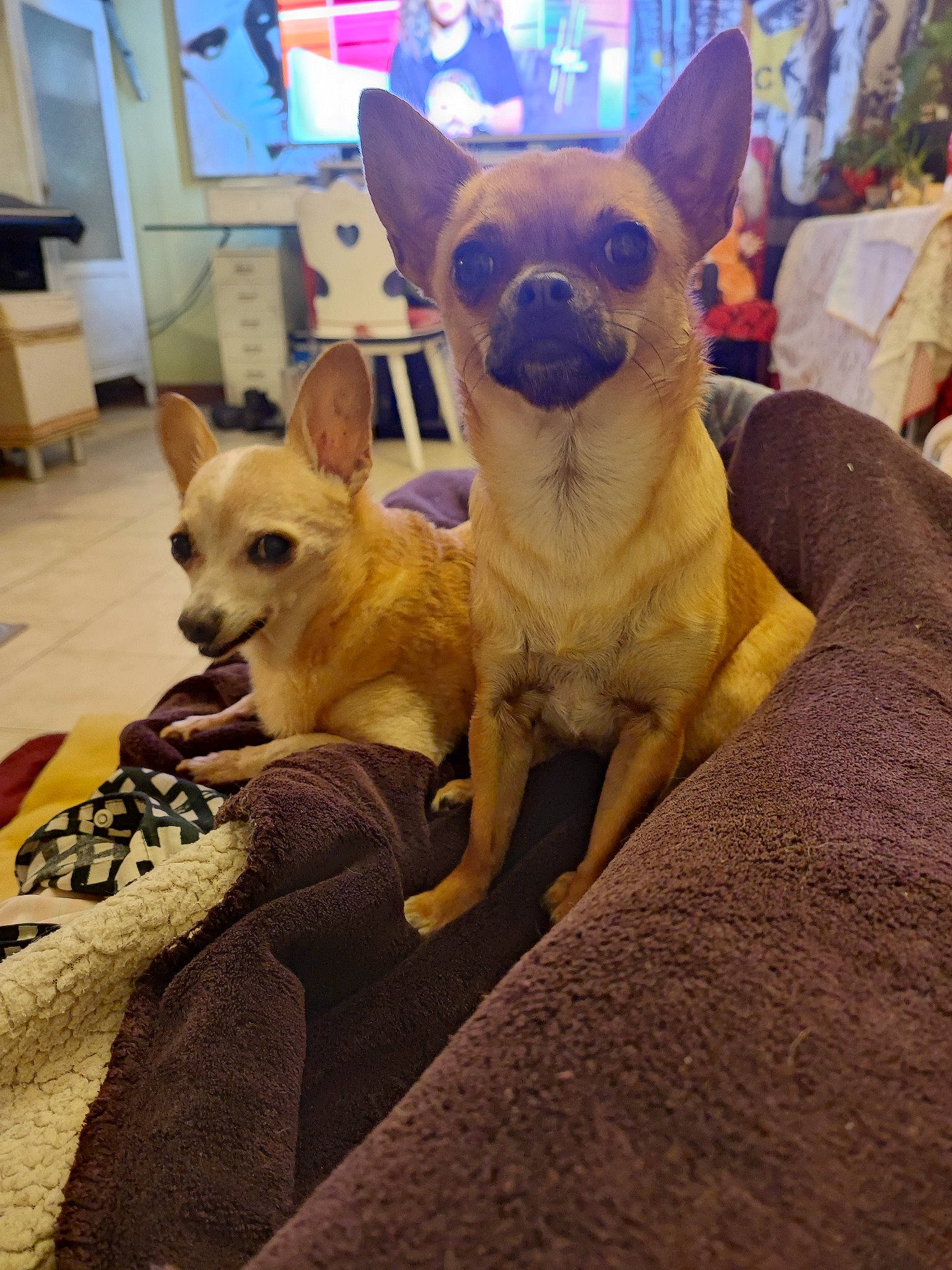 Jipsy a rejoint le concours — aidez-le/la à gagner de superbes lots ! canidae, carnivore, chihuahua, companion_dog, dog, dog_breed, dog_supply, electric_blue, fawn, felidae, fur, mammal, small_to_medium_sized_cats, snout, tail, terrestrial_animal, toy_dog, vertebrate, whiskers, working_animal