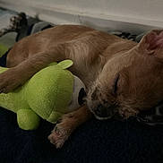 Wave joined the competition — help win amazing prizes! animal, blanket, companion, cozy, cute, dog, fur, hugging, indoor, paw, peaceful, pet, plush, puppy, relaxed, resting, sleeping, snout, soft_toy, stuffed_toy