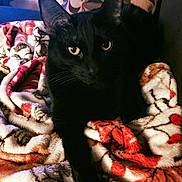 Jynx is registered to the contest to win money with this photo: animal, black_cat, blanket, cat, closeup, comfort, cozy, cute, domestic_cat, ears, feline, fur, home, indoor, looking, mammal, pet, relaxed, resting, whiskers