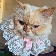 Snow joined the competition — help win amazing prizes! cat, fluffy, cream_colored, long_hair, pet, portrait, close_up, face, ears, whiskers, pink_bow, lace_collar, dressed_pet, indoor, seated, serious_expression, adorable, feline, photography, watermark
