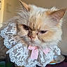 cat, fluffy, cream_colored, long_hair, pet, portrait, close_up, face, ears, whiskers, pink_bow, lace_collar, dressed_pet, indoor, seated, serious_expression, adorable, feline, photography, watermark