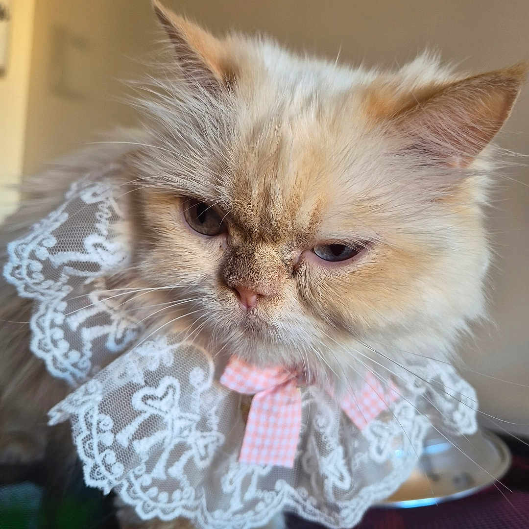 Snow joined the competition — help win amazing prizes! cat, fluffy, cream_colored, long_hair, pet, portrait, close_up, face, ears, whiskers, pink_bow, lace_collar, dressed_pet, indoor, seated, serious_expression, adorable, feline, photography, watermark