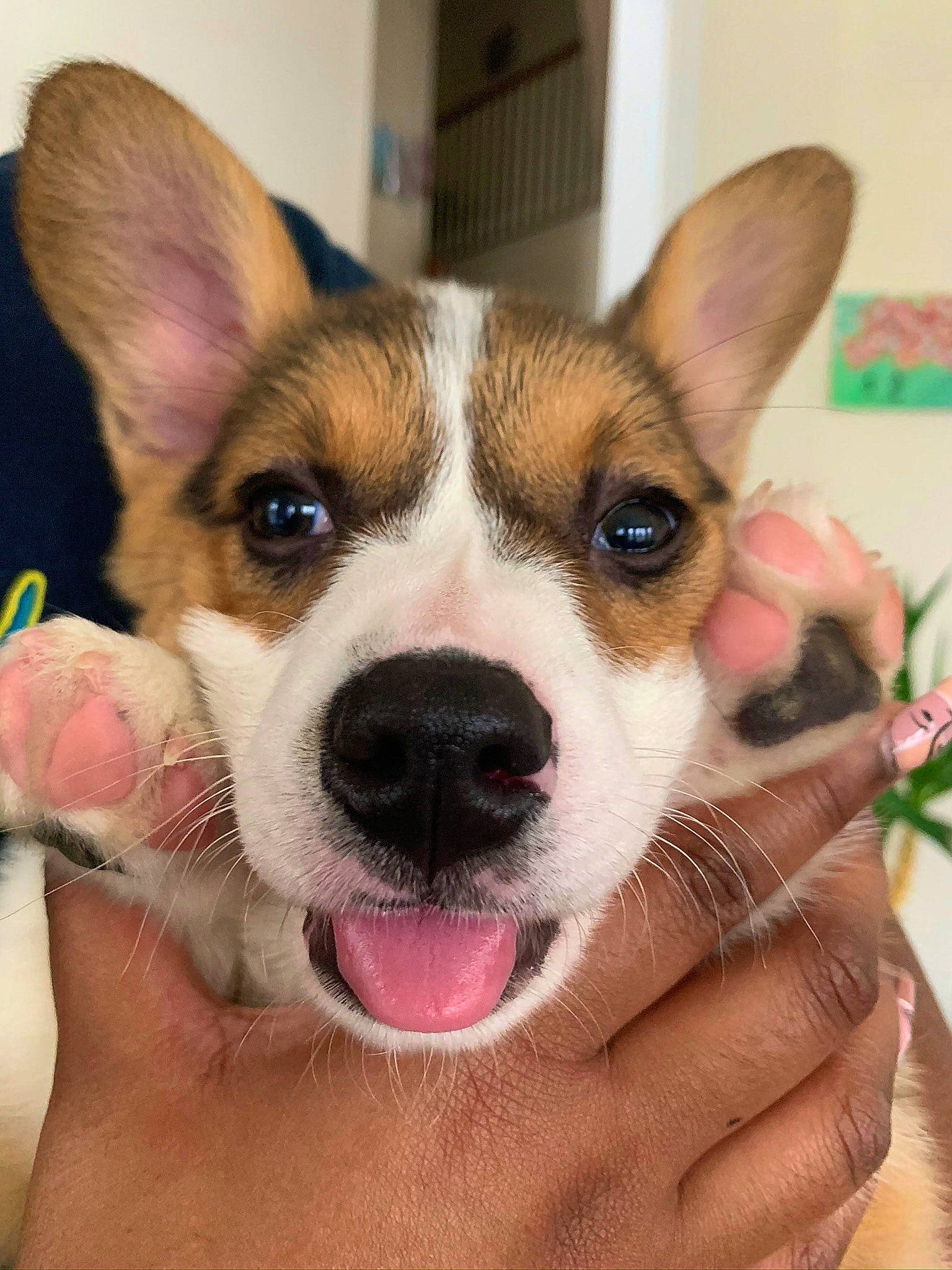 Korra joined the competition — help win amazing prizes! canidae, carnivore, collar, companion_dog, dog, dog_breed, ear, fawn, fur, happy, herding_dog, non_sporting_group, paw, snout, sporting_group, square, terrestrial_animal, whiskers, working_animal, working_dog