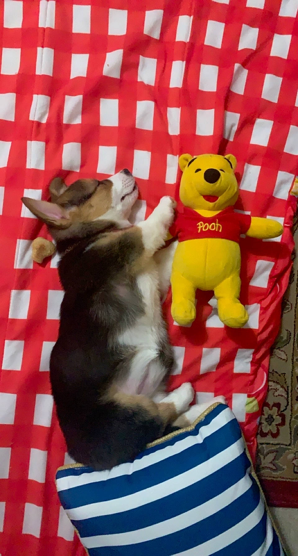 Korra is registered to the contest to win money with this photo: baby_toys, carnivore, comfort, companion_dog, dog, dog_breed, dog_supply, dog_toy, felidae, fur, paw, pet_supply, plush, room, small_to_medium_sized_cats, stuffed_toy, tail, teddy_bear, textile, toy