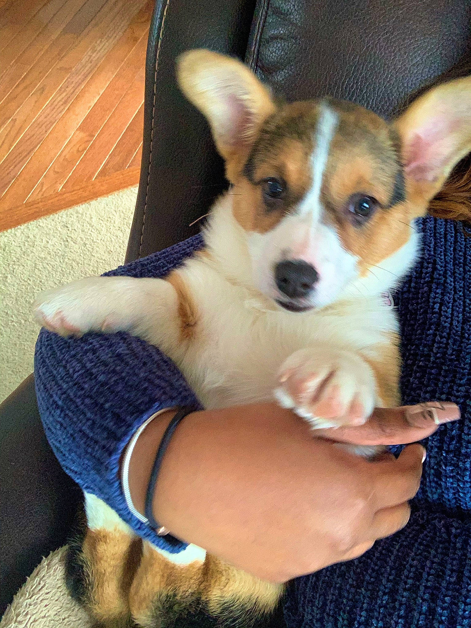 Korra is registered to the contest to win money with this photo: canidae, carnivore, comfort, companion_dog, dog, dog_breed, electric_blue, fawn, flooring, foot, fur, hardwood, paw, puppy, sitting, snout, sporting_group, whiskers, wood, working_animal