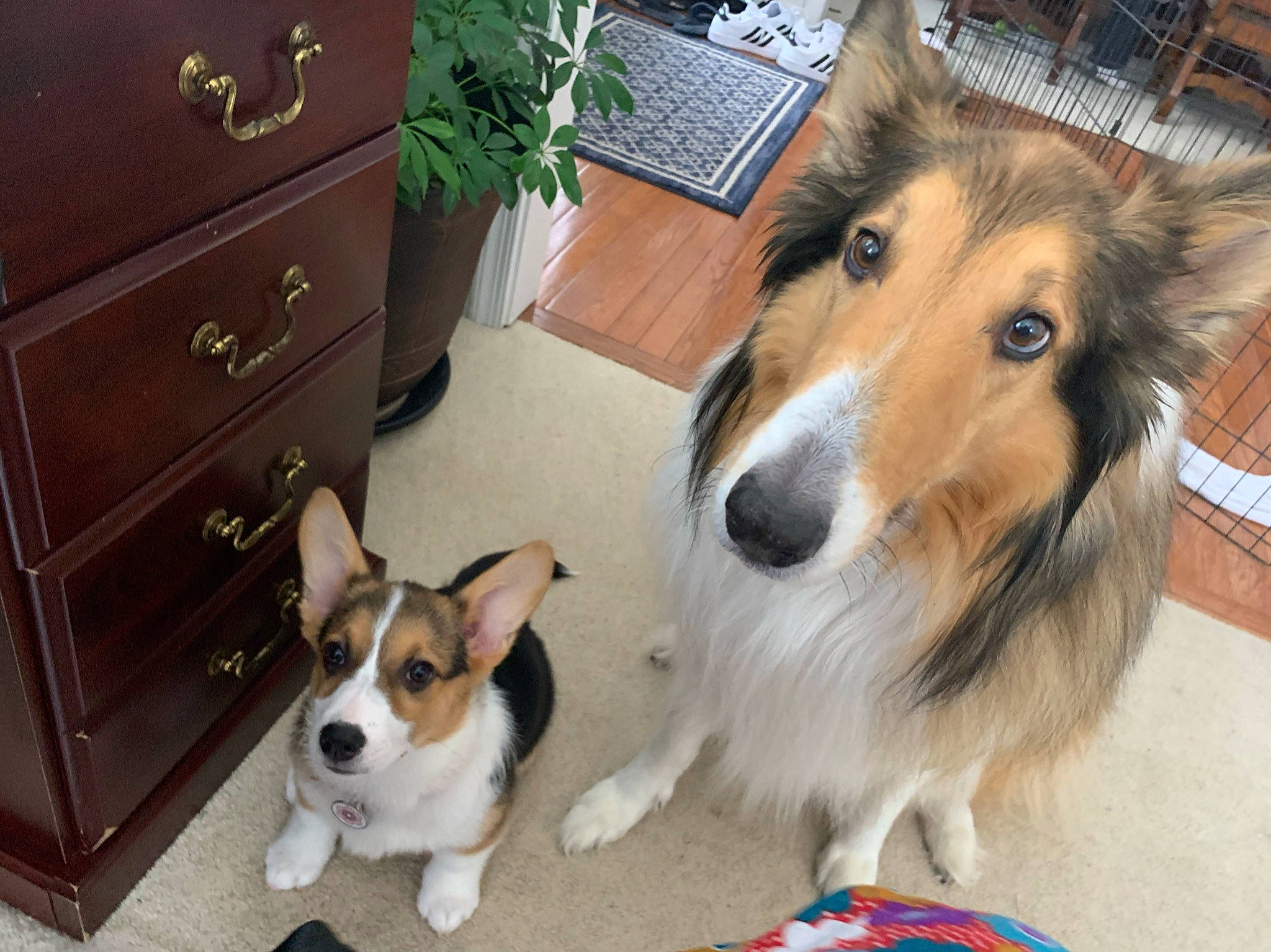 Korra joined the competition — help win amazing prizes! cabinetry, carnivore, chest, chest_of_drawers, collar, collie, companion_dog, cupboard, dog, dog_breed, dog_supply, drawer, dresser, fawn, herding_dog, rough_collie, scotch_collie, shetland_sheepdog, snout, vertebrate