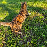 Gizmo joined the competition — help win amazing prizes! cat, grass, outdoor, sunlight, shadow, animal, pet, nature, greenery, fur, striped, mammal, pounce, lawn, daylight, back_view, playful, ground, focus, summer