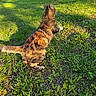 cat, grass, outdoor, sunlight, shadow, animal, pet, nature, greenery, fur, striped, mammal, pounce, lawn, daylight, back_view, playful, ground, focus, summer