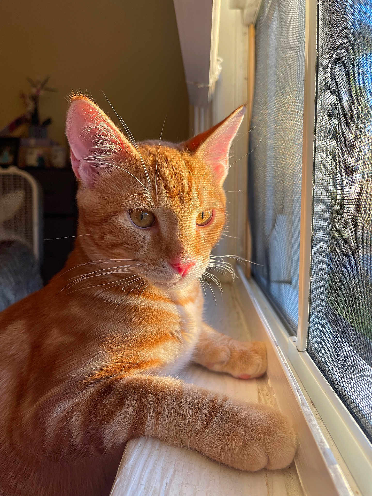 Juju joined the competition — help win amazing prizes! cat, ginger_cat, tabby, indoor, windowsill, sunlight, whiskers, fur, closeup, pet, animal, window_screen, resting, orange, daylight, cute, domestic_cat, looking_out, relaxed, home