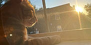 Juju joined the competition — help win amazing prizes! cat, window, sunlight, sunset, orange_cat, pets, indoor, animal, feline, resting, windowsill, screen, nature_outside, house, sunbeam, warm_light, daylight, calm, relaxation, silhouette
