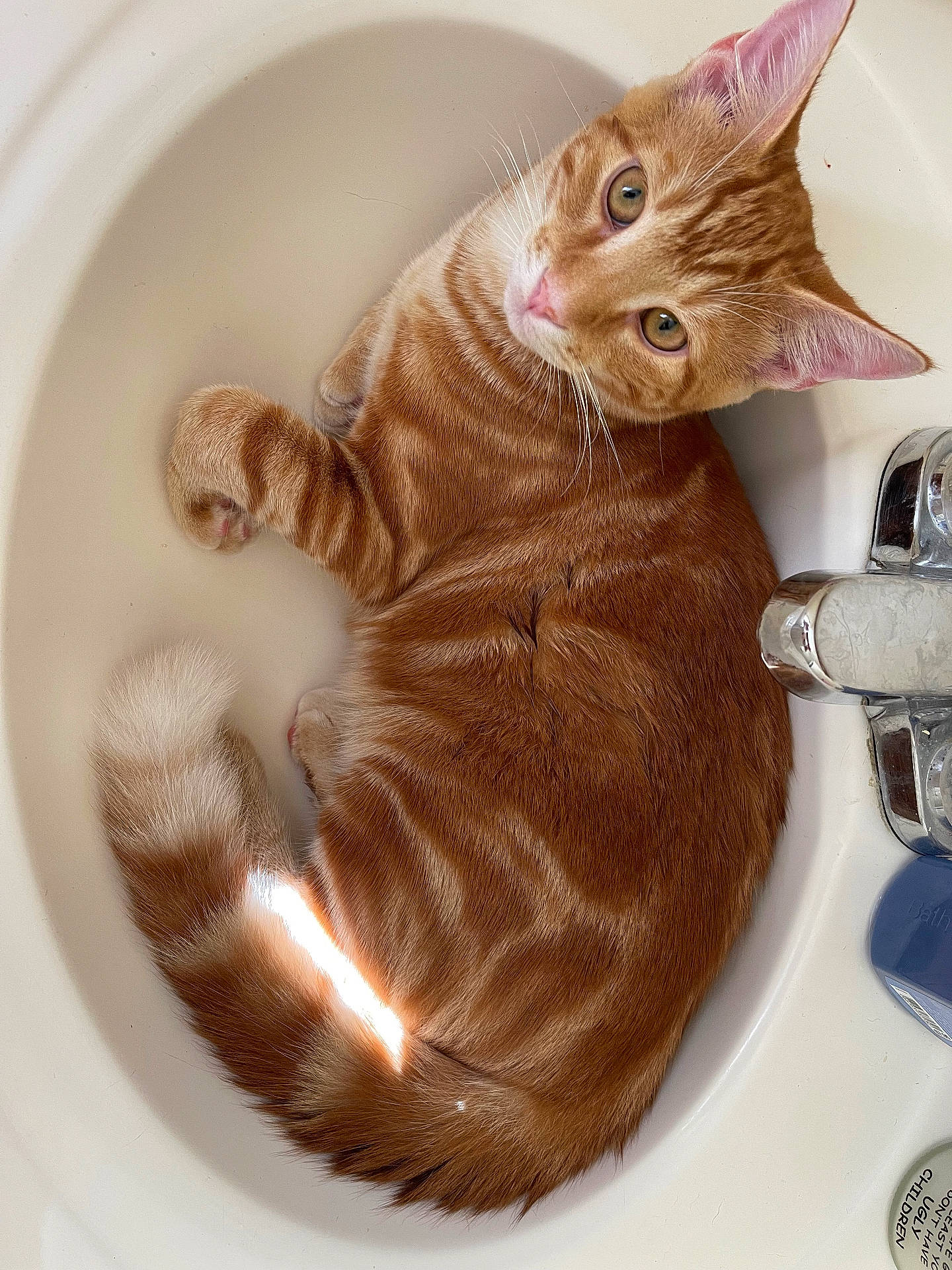 Juju is registered to the contest to win money with this photo: animal, bathroom, cat, chrome_faucet, cozy, curled_up, cute, domestic_animal, ears, feline, fur, indoor, looking_up, orange_tabby, pet, resting, sink, tail, whiskers, white_sink