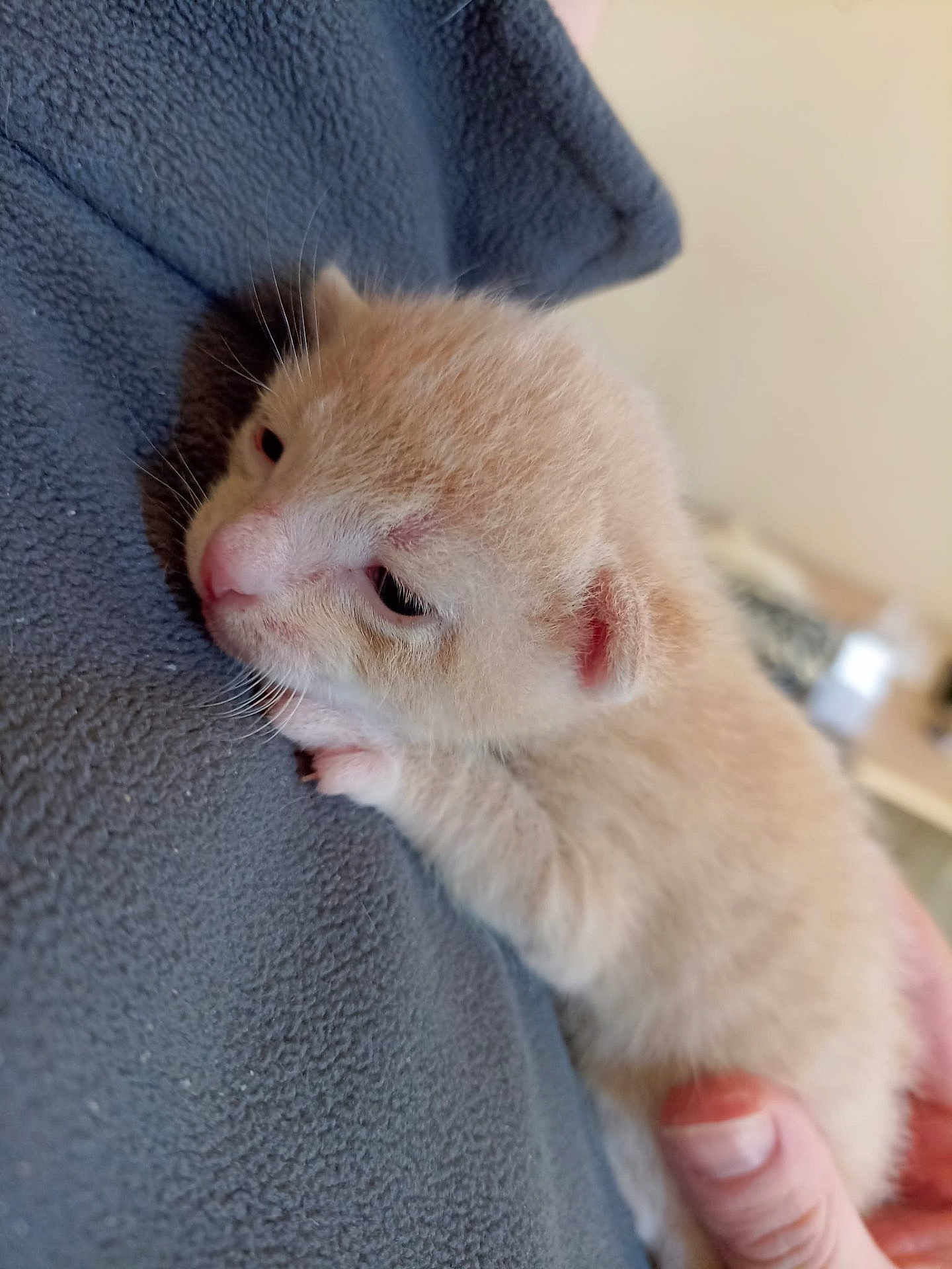 Apollon a rejoint le concours — aidez-le/la à gagner de superbes lots ! kitten, cat, baby_animal, furry, sleepy, hand, fleece, soft_texture, close_up, cute, animal, pet, resting, indoor, cozy, warm, small, young, whiskers, fur