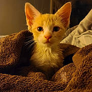 Wilbert joined the competition — help win amazing prizes! kitten, cat, orange_cat, towel, indoor, closeup, pet, animal, fur, cute, young, curious, eyes, whiskers, soft_lighting, snug, cozy, portrait, warm_colors, domestic