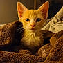 kitten, cat, orange_cat, towel, indoor, closeup, pet, animal, fur, cute, young, curious, eyes, whiskers, soft_lighting, snug, cozy, portrait, warm_colors, domestic