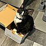 Boots is registered to the contest to win money with this photo: cat, black_and_white, feline, box, cardboard, collar, floor, wooden_floor, indoor, pet, curious, sitting, looking_up, domestic_animal, whiskers, ears, paws, home, floor_mat, household
