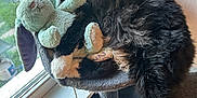 Boots joined the competition — help win amazing prizes! cat, black_and_white_cat, plush_toy, bunny_toy, cat_perch, window, bookshelf, book, natural_light, indoor, cozy, sleeping_cat, fur, pet, animal, toy, resting, furry, whiskers, curled_up