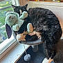 cat, black_and_white_cat, plush_toy, bunny_toy, cat_perch, window, bookshelf, book, natural_light, indoor, cozy, sleeping_cat, fur, pet, animal, toy, resting, furry, whiskers, curled_up