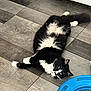 Boots is registered to the contest to win money with this photo: cat, black_and_white, fluffy, floor, wooden_floor, toy, blue_toy, pet, indoor, relaxed, lying_down, curious, whiskers, animal, feline, stretching, playful, domestic, cute, house_pet