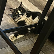 Boots joined the competition — help win amazing prizes! cat, black_and_white, fluffy, floor, wooden_floor, chair, paw, stretching, curious, indoor, pet, animal, feline, whiskers, playful, relaxed, lying_down, ears, eyes, fur