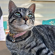 Blue participe au concours pour gagner de l'argent avec cette photo : animal, bell, blurred_background, cat, closeup, collar, cute, domestic_animal, fur, green_eyes, indoor, pet, pink_collar, portrait, relaxed, striped, sunlight, tabby_cat, whiskers, wooden_surface