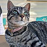 animal, bell, blurred_background, cat, closeup, collar, cute, domestic_animal, fur, green_eyes, indoor, pet, pink_collar, portrait, relaxed, striped, sunlight, tabby_cat, whiskers, wooden_surface