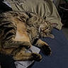animal, blanket, blue_surface, cat, cozy, curious, cute, domestic_animal, feline, fur, household, indoor, jacket, lying_down, paws, pet, relaxed, resting, tabby_cat, whiskers