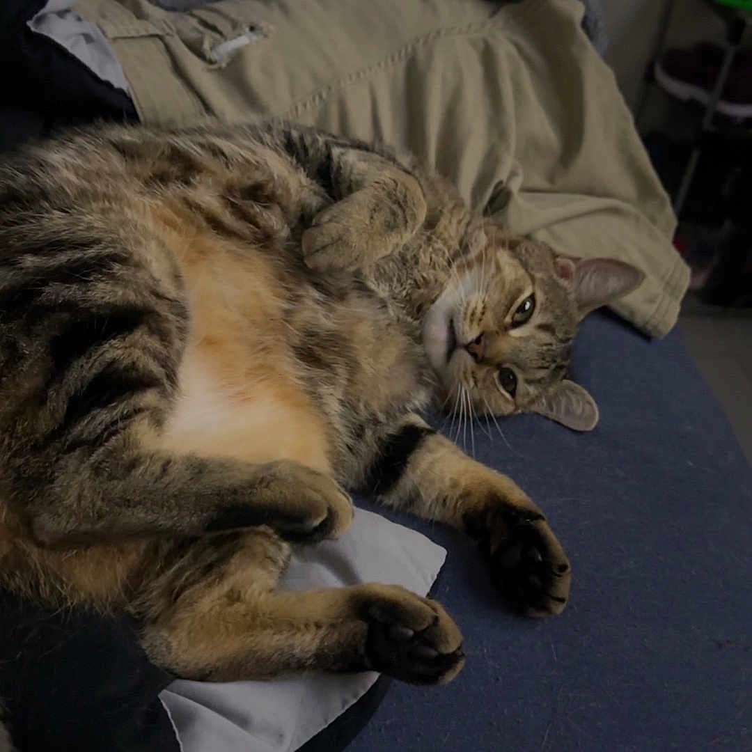 Otis