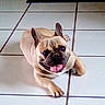 dog, french_bulldog, pet, animal, lying_down, tongue_out, ears_up, face, snout, wrinkles, happy, playful, indoor, floor, tiles, home, portrait, close_up, cream_coat, black_muzzle