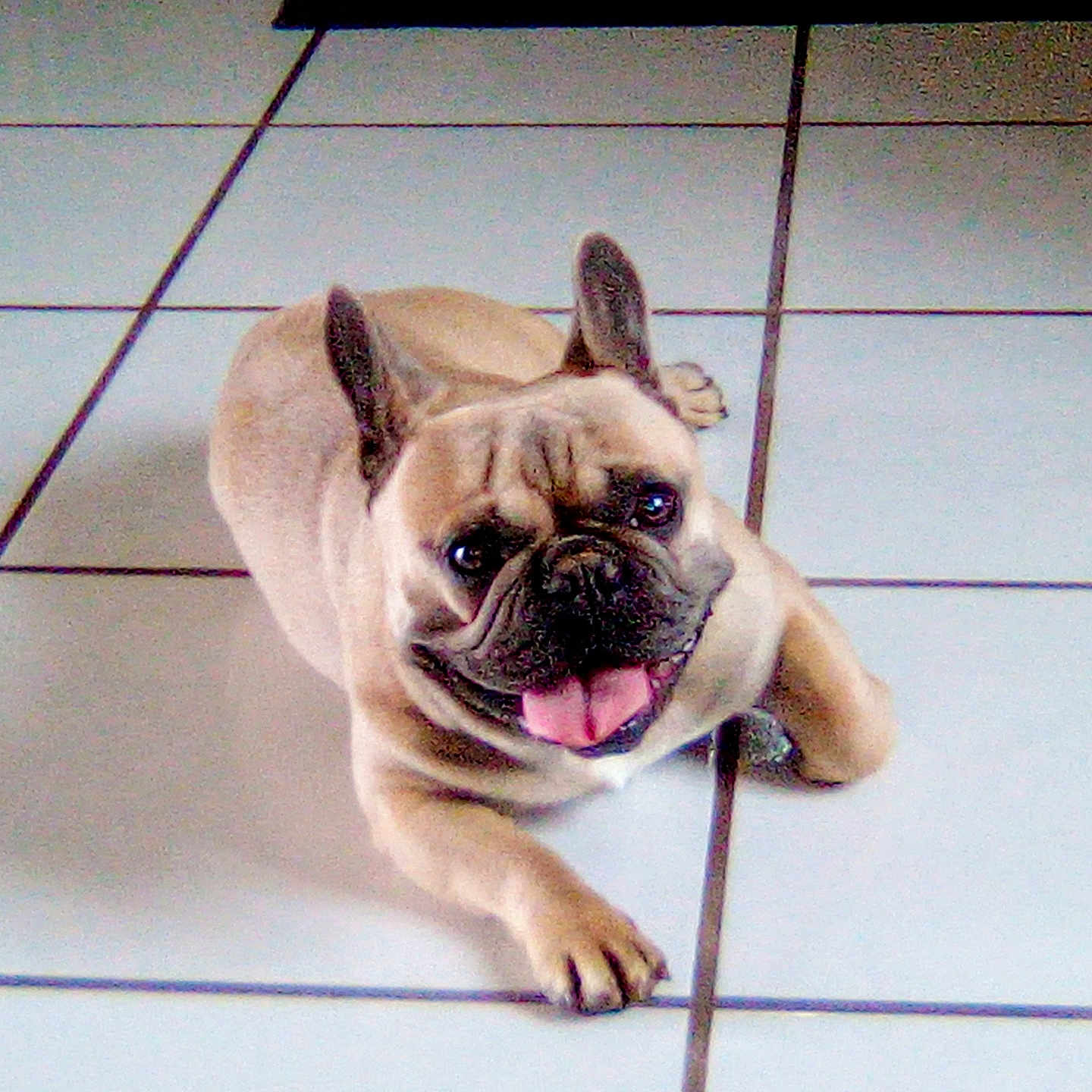 Guizmo a rejoint le concours — aidez-le/la à gagner de superbes lots ! dog, french_bulldog, pet, animal, lying_down, tongue_out, ears_up, face, snout, wrinkles, happy, playful, indoor, floor, tiles, home, portrait, close_up, cream_coat, black_muzzle