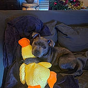 Angie a rejoint le concours — aidez-le/la à gagner de superbes lots ! puppy, dog, stuffed_toy, plush, couch, blanket, indoor, christmas_tree, decorations, holiday, pet, animal, cozy, relaxing, toy, home, furniture, cute, brown, small_dog