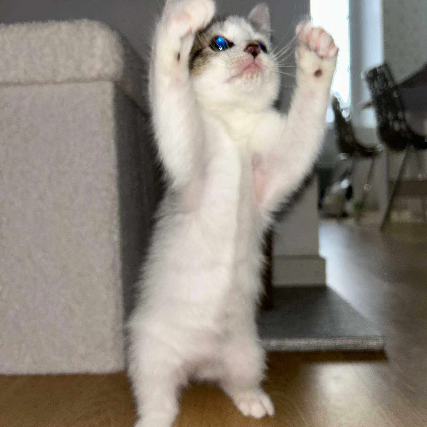 Yuki a rejoint le concours — aidez-le/la à gagner de superbes lots ! abyssinian, angora, animal, architecture, building, cat, document, furniture, hardwood, indoors, interiordesign, kitten, livingroom, manx, pet, receipt, room, siamese, stainedwood, wood
