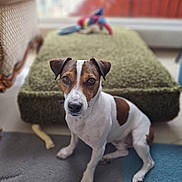 Tweety participe au concours pour gagner de l'argent avec cette photo : animal, attentive, blurred_background, brown_and_white, carpet, closeup, companion, cozy, cushion, cute, dog, domestic, facing_camera, floor, household, indoor, pet, seated, small_dog, toy