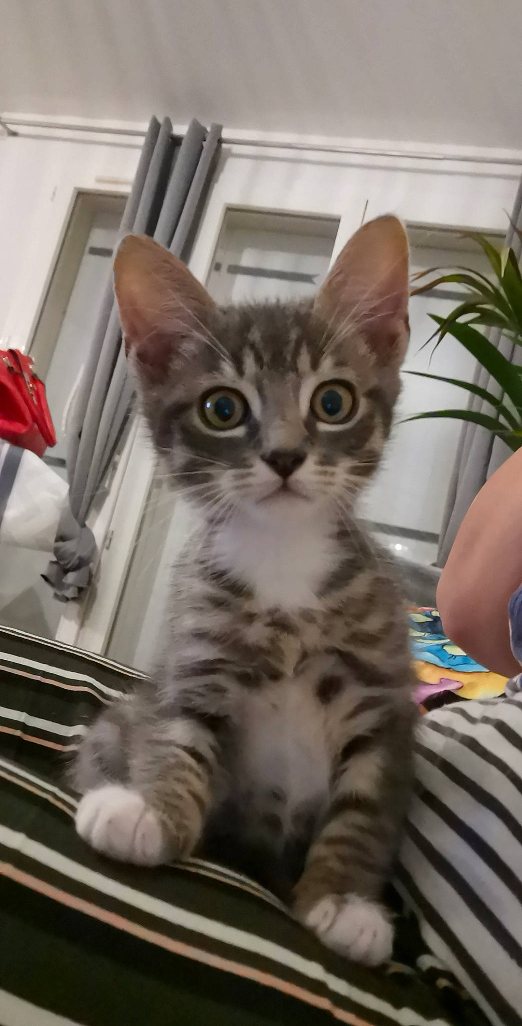 Shelby participe au concours pour gagner de l'argent avec cette photo : aegean_cat, american_shorthair, american_wirehair, arabian_mau, asian, australian_mist, carnivore, cat, domestic_short_haired_cat, dragon_li, egyptian_mau, european_shorthair, felidae, kitten, mammal, small_to_medium_sized_cats, sokoke, tabby_cat, vertebrate, whiskers