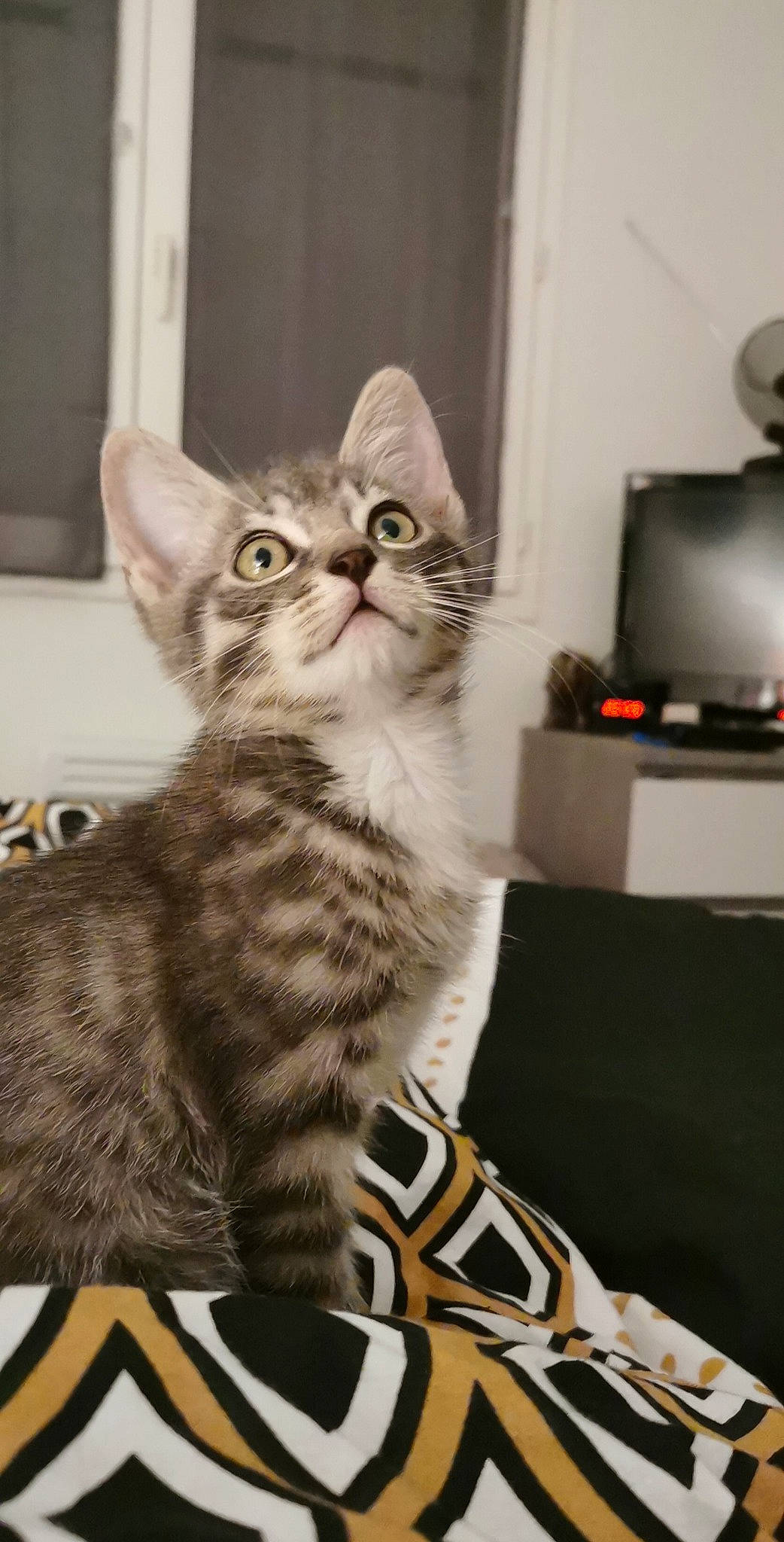 Shelby participe au concours pour gagner de l'argent avec cette photo : american_shorthair, american_wirehair, arabian_mau, asian, australian_mist, california_spangled, carnivore, cat, domestic_short_haired_cat, dragon_li, egyptian_mau, european_shorthair, felidae, kitten, mammal, small_to_medium_sized_cats, sokoke, tabby_cat, vertebrate, whiskers