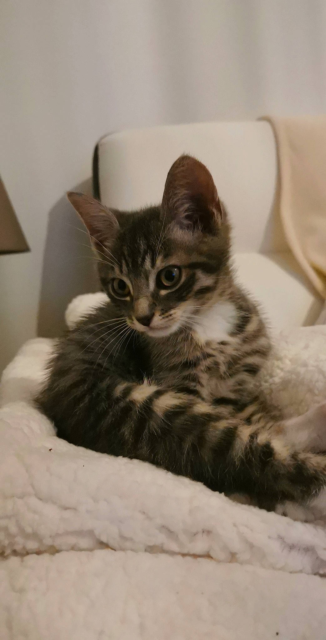 Shelby participe au concours pour gagner de l'argent avec cette photo : american_shorthair, american_wirehair, asian, british_semi_longhair, carnivore, cat, domestic_short_haired_cat, dragon_li, european_shorthair, felidae, fur, kitten, maine_coon, mammal, norwegian_forest_cat, pixie_bob, small_to_medium_sized_cats, tabby_cat, vertebrate, whiskers