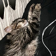Keizer joined the competition — help win amazing prizes! kitten, cat, sleeping, tabby, fur, black_fabric, white_cord, knitted_background, cozy, pet, animal, resting, closeup, indoor, cute, feline, soft, relaxing, young_cat, fluffy