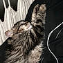 kitten, cat, sleeping, tabby, fur, black_fabric, white_cord, knitted_background, cozy, pet, animal, resting, closeup, indoor, cute, feline, soft, relaxing, young_cat, fluffy