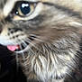 Keizer joined the competition — help win amazing prizes! cat, close_up, furry, tongue_out, whiskers, eye, pet, animal, cute, tabby, fur, muzzle, face, indoor, blurred, playful, adorable, soft, portrait, kitten