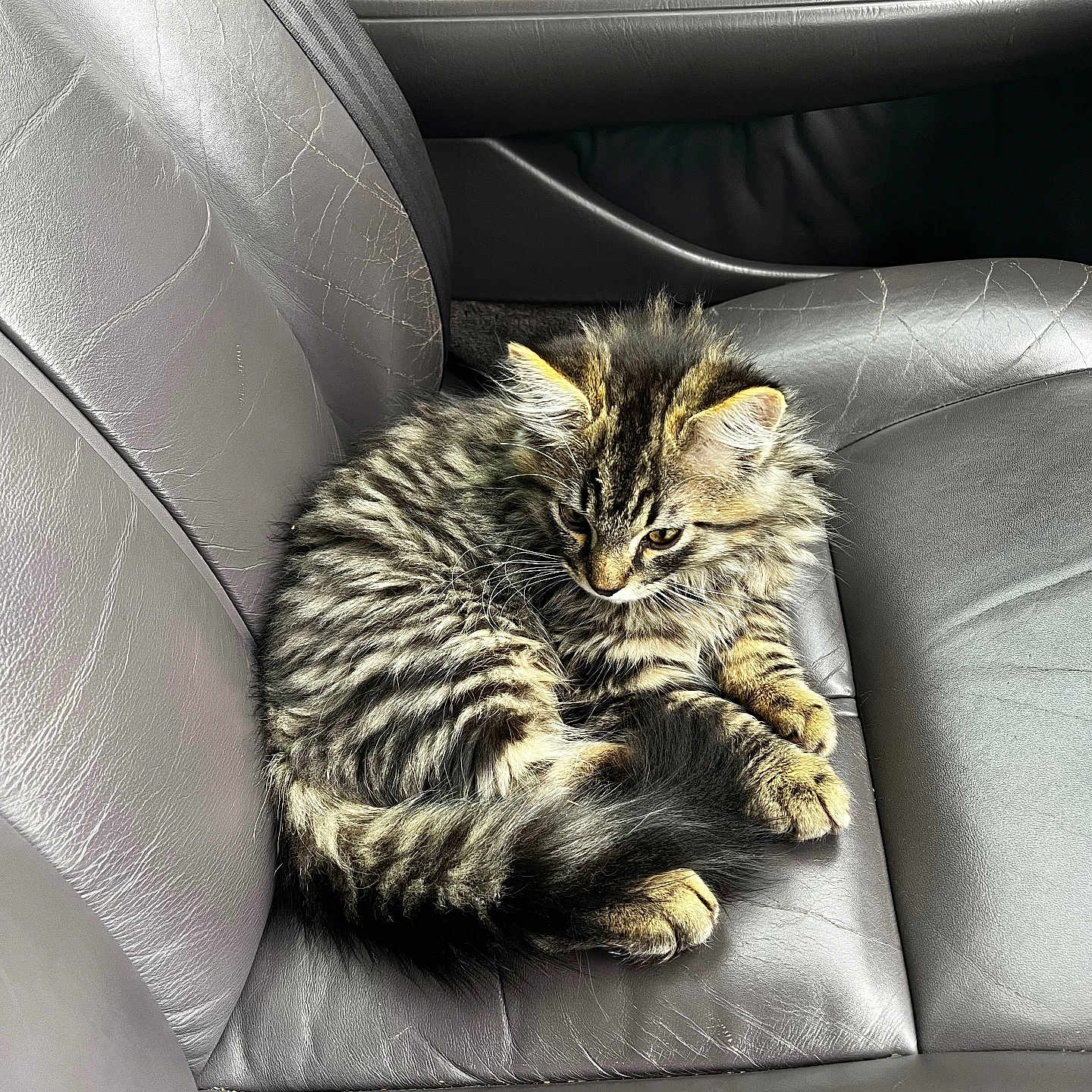 Keizer joined the competition — help win amazing prizes! animal, car_interior, cat, curled_up, cute, ears, feline, fur, indoor, kitten, leather_seat, pet, resting, seat, small, striped, tabby, tail, whiskers, young