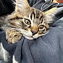 Keizer joined the competition — help win amazing prizes! kitten, cat, tabby, fur, closeup, resting, person, arm, cozy, indoor, soft_light, whiskers, cute, pet, animal, young, sleepy, feline, companion, comfort