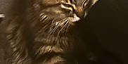Keizer is registered to the contest to win money with this photo: cat, tabby_cat, fluffy, feline, pet, indoor, carpet, sleepy, close_up, brown, striped, whiskers, animal, mammal, domestic, furniture, cozy, resting, background, polka_dot