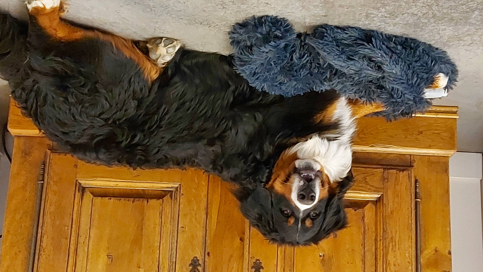 Sirius participe au concours pour gagner de l'argent avec cette photo : canidae, carnivore, claw, companion_dog, dog, dog_breed, door, fur, hardwood, natural_material, snout, sporting_group, tail, wood, wood_stain, working_animal